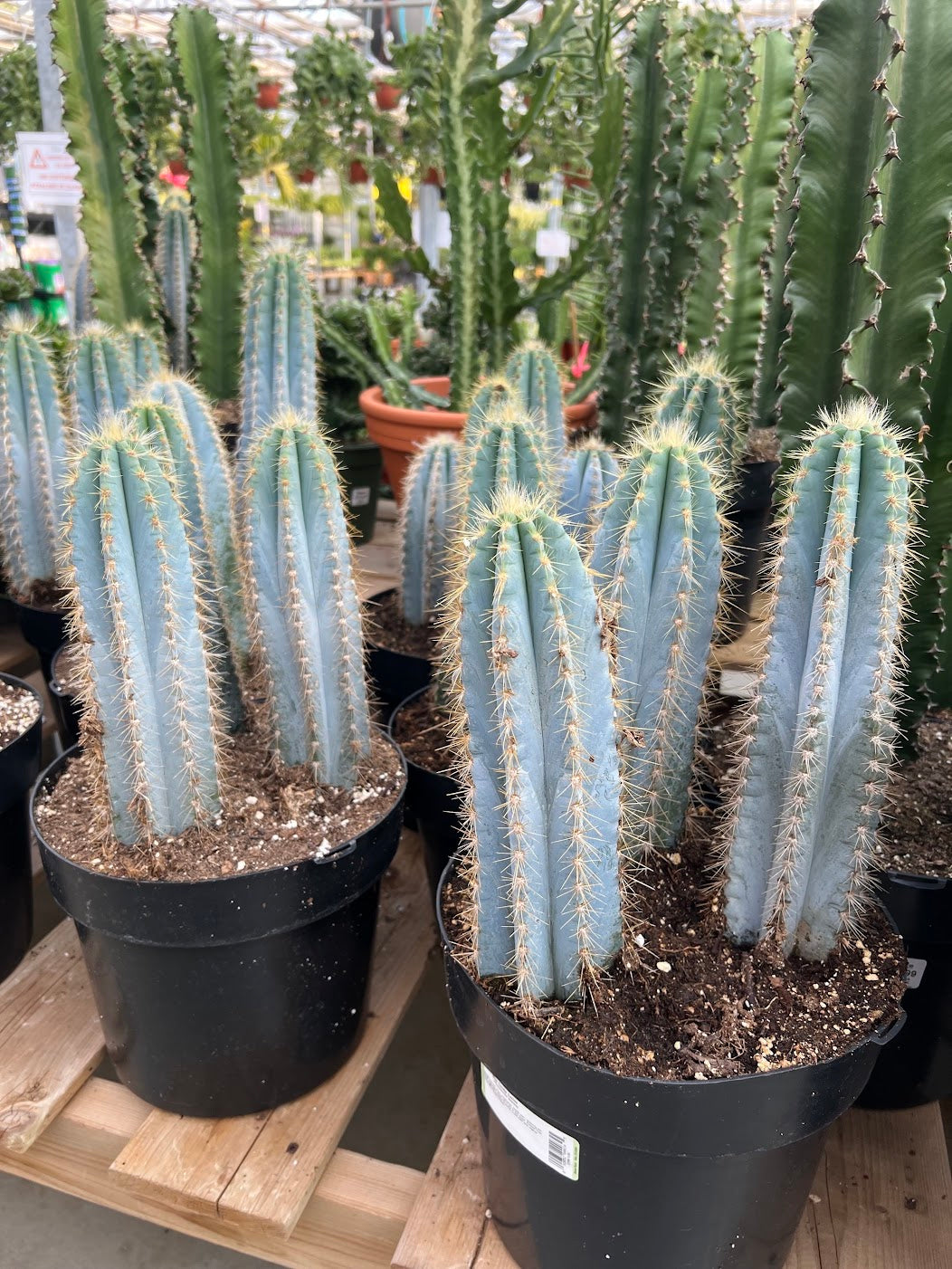 Blue Candle Cactus: Pilocereus azureus - 10 inch pot - 1.5-2 foot tall — indoor plant — indoor plant for sale by Promise Supply for delivery and pickup in Toronto.