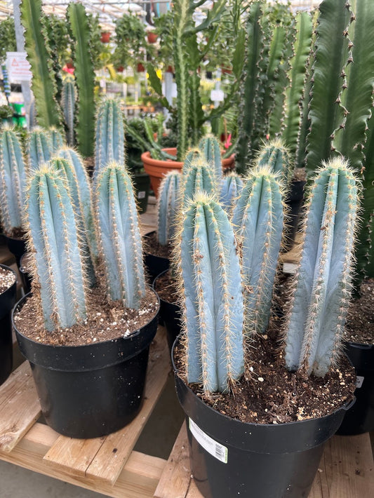 Blue Candle Cactus: Pilocereus azureus - 10 inch pot - 1.5-2 foot tall — indoor plant — indoor plant for sale by Promise Supply for delivery and pickup in Toronto.