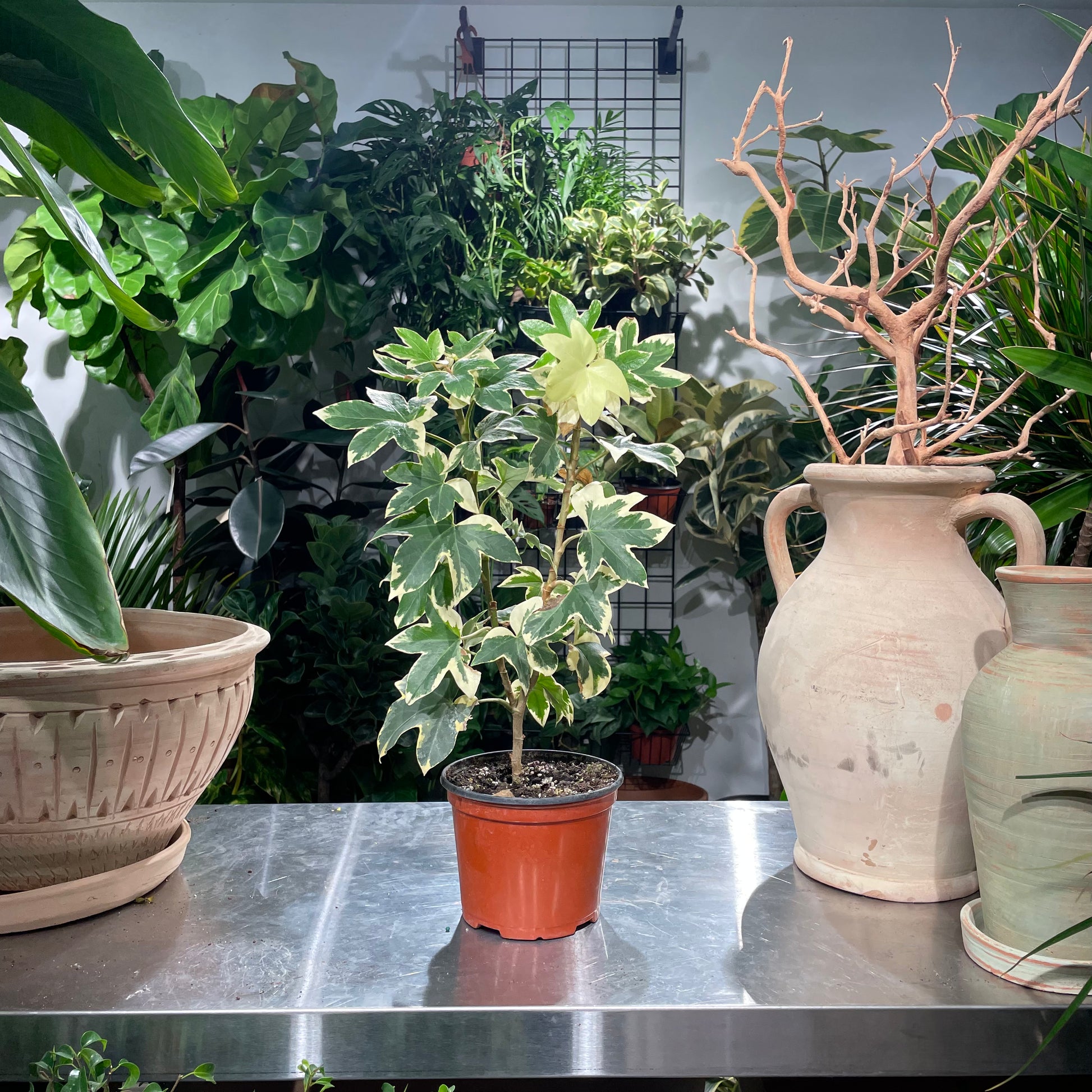 ivy tree house plant Pia Tree Ivy: Fatshedera - 6" Pot