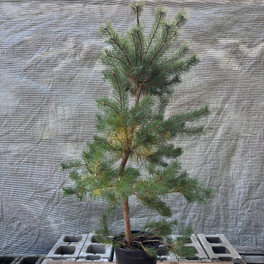 Scot’s Pine: Pinus sylvestris