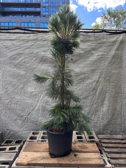 Vanderwolf’s Pyramid Pine: Pinus flexilis ‘Vanderwolf’s Pyramid’