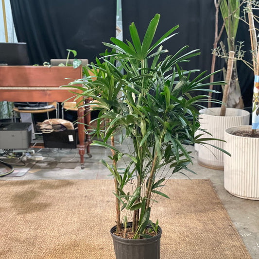 Lady Palm: Rhapis excelsa - 10 inch pot - 4-5 foot tall