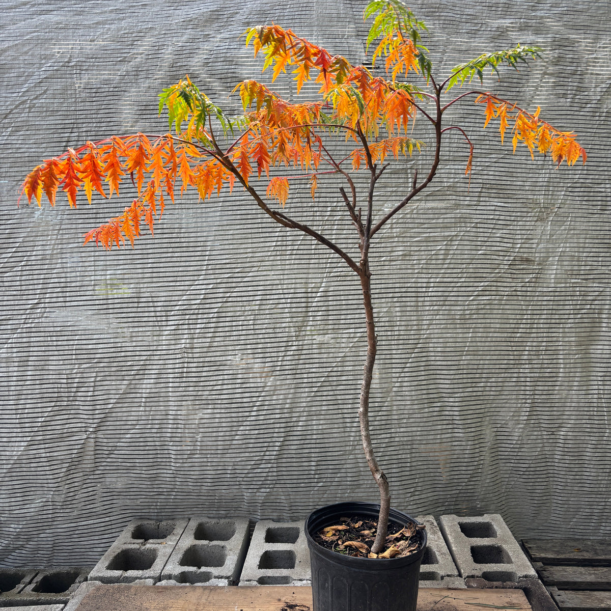 Cutleaf Staghorn Sumac: Rhus typhina 'Dissecta' – Promise Supply