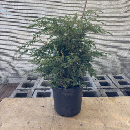 Canadian Eastern Hemlock: Tsuga canadensis