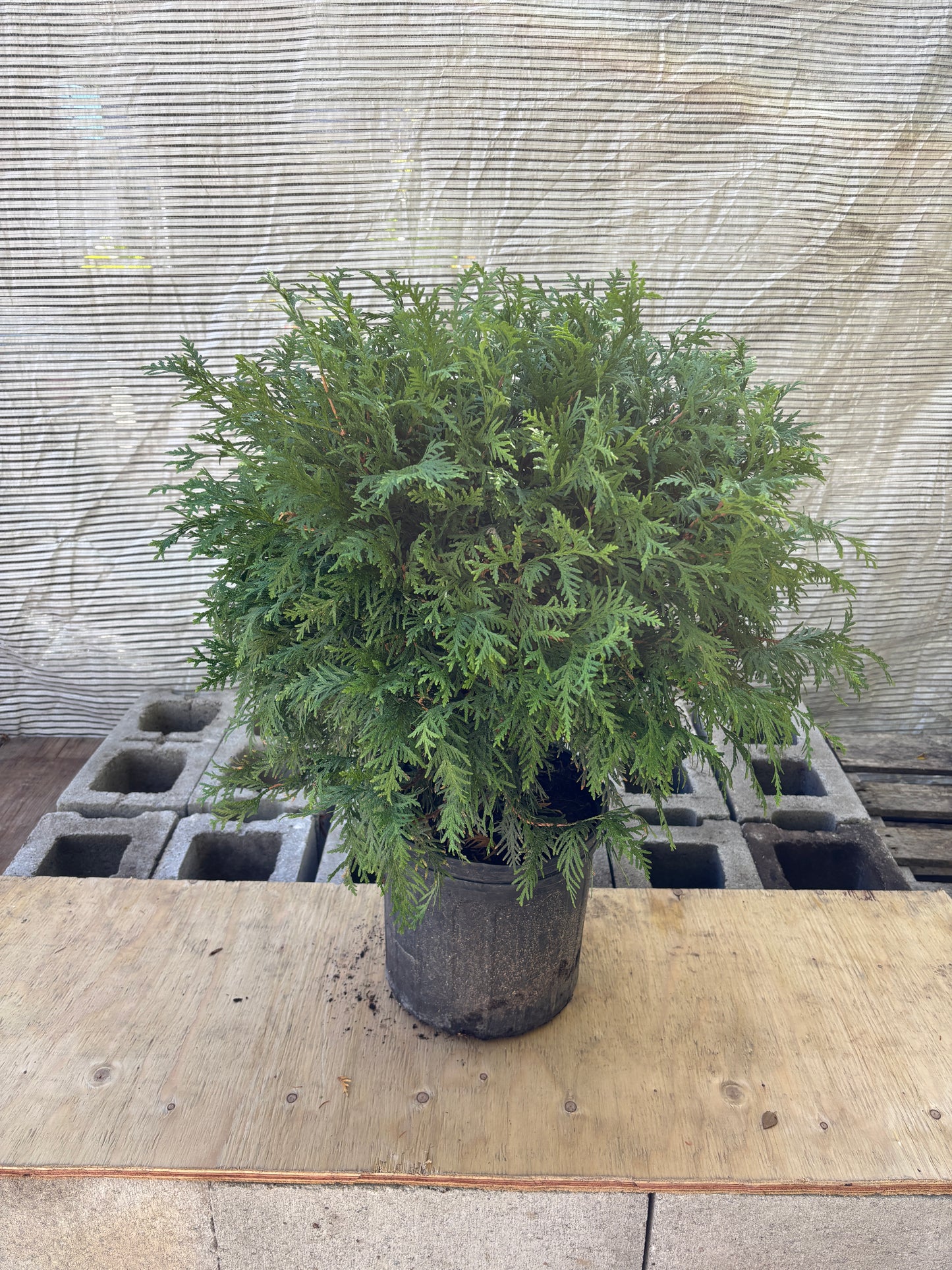 Globe Cedar: Thuja occidentalis 'Woodwardii'