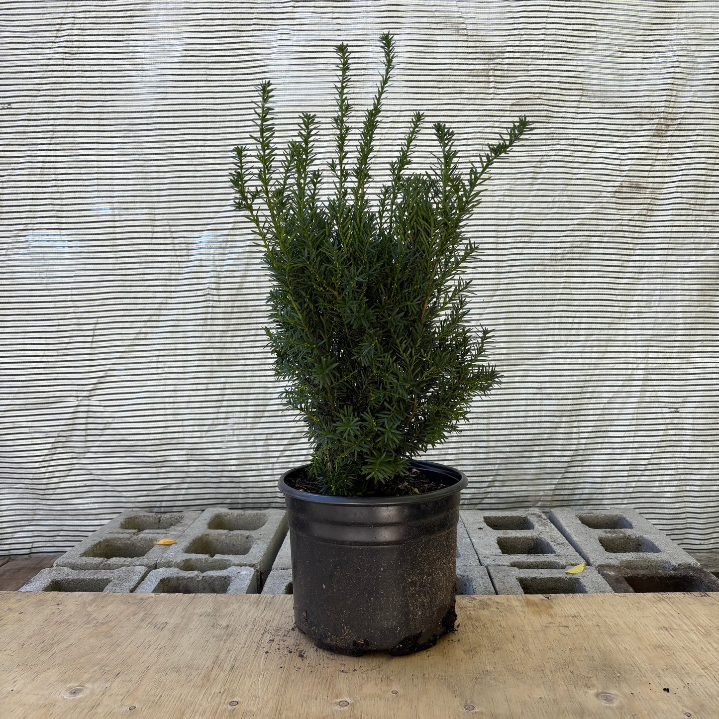 Hills Yew: Taxus x media ‘Hillii’