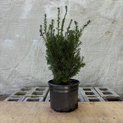 Hills Yew: Taxus x media ‘Hillii’
