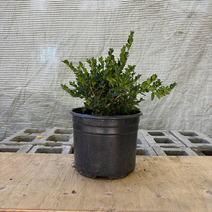 Faulkner Boxwood: Buxus microphylla - 3GAL Pot 30CM Tall