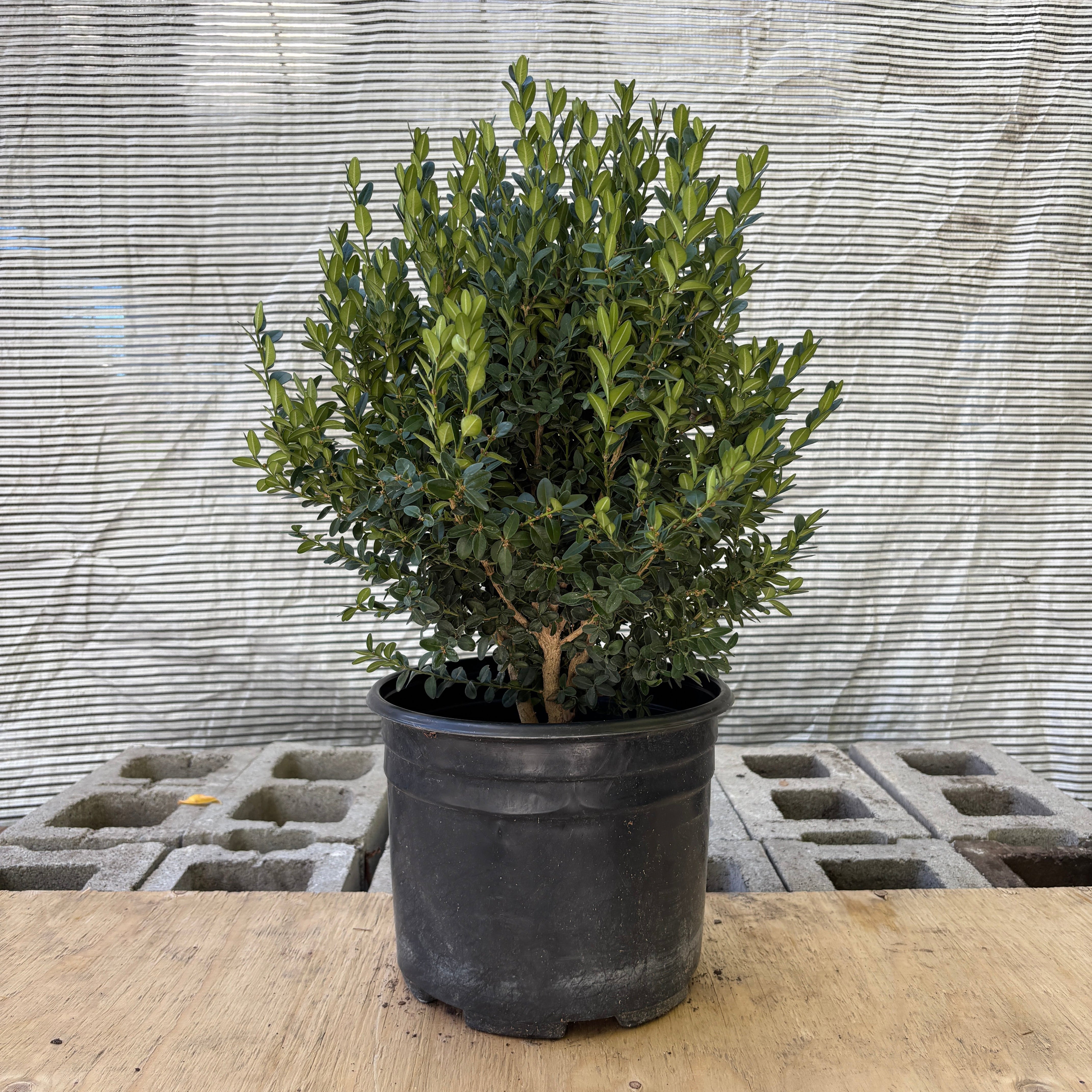 Green Mountain Boxwood: Buxus – Promise Supply