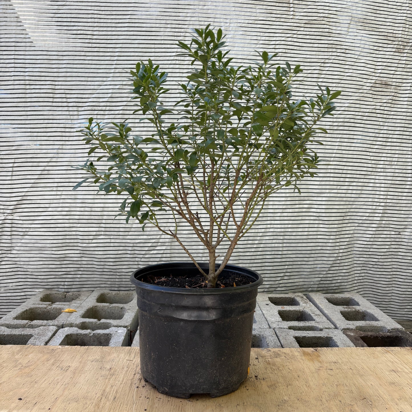 Gem Box Inkberry Holly: Ilex glabra 'Compacta' - 3GAL Pot 30cm Tall