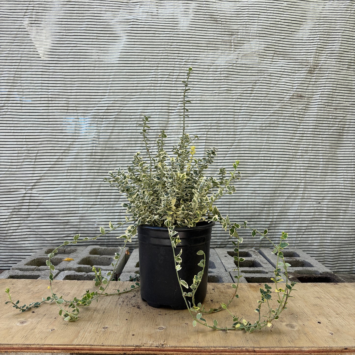 Dan's Delight Wintercreeper: Euonymus fortunei 'Dandel' - 2GAL Pot