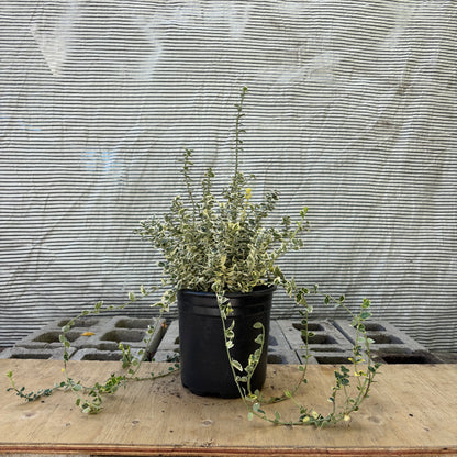 Dan's Delight Wintercreeper: Euonymus fortunei 'Dandel' - 2GAL Pot