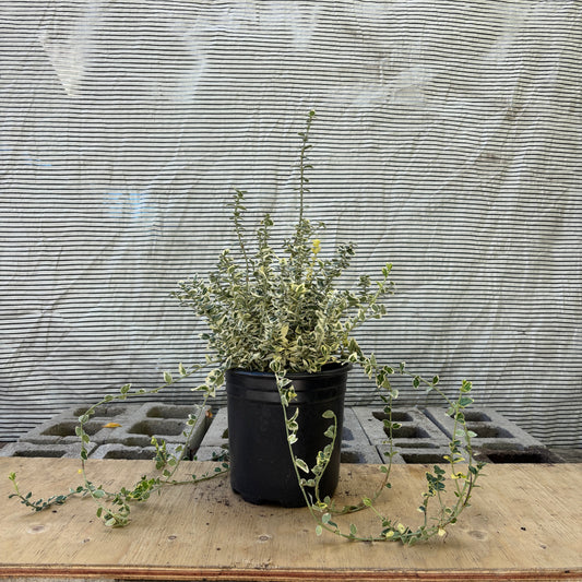 Dan's Delight Wintercreeper: Euonymus fortunei 'Dandel' - 2GAL Pot