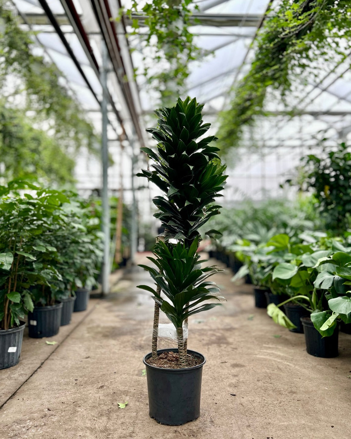 Staggered Janet Craig: Dracaena fragrans 'Compacta' - 12 inch pot - 5-5.5 foot tall