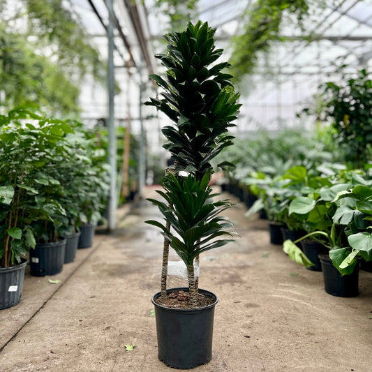 Staggered Janet Craig: Dracaena fragrans 'Compacta' - 12 inch pot - 5-5.5 foot tall — indoor plant — indoor plant for sale by Promise Supply for delivery and pickup in Toronto.