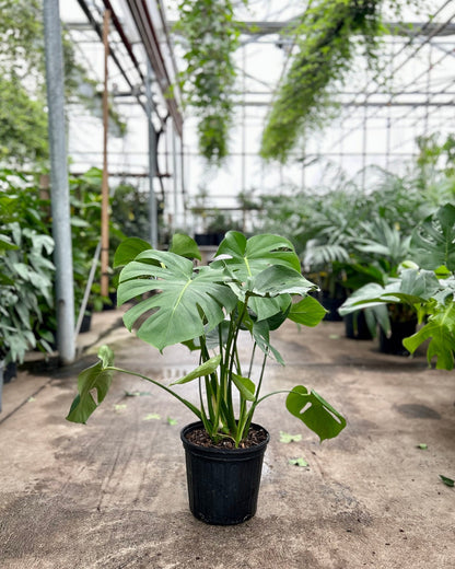 Swiss Cheese Plant: Monstera deliciosa - 8 inch pot - 2 foot tall