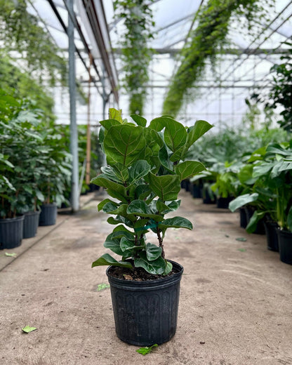 Small Leaf Fiddle Leaf Fig Bush: Ficus lyrata 'Bambino' - 8 inch pot - 2 foot tall