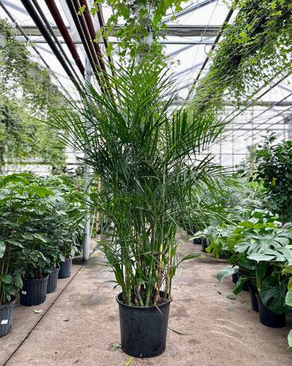 Bamboo Palm: Chamaedorea seifrizii - 14 inch pot - 6 foot tall