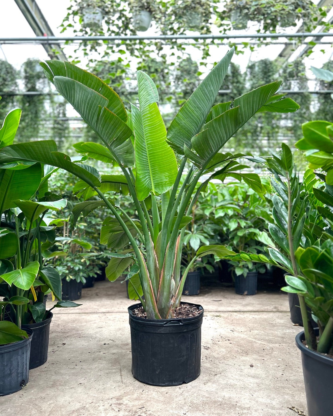 White Bird of Paradise: Strelitzia nicolai - 14 inch pot - 5-8 foot tall