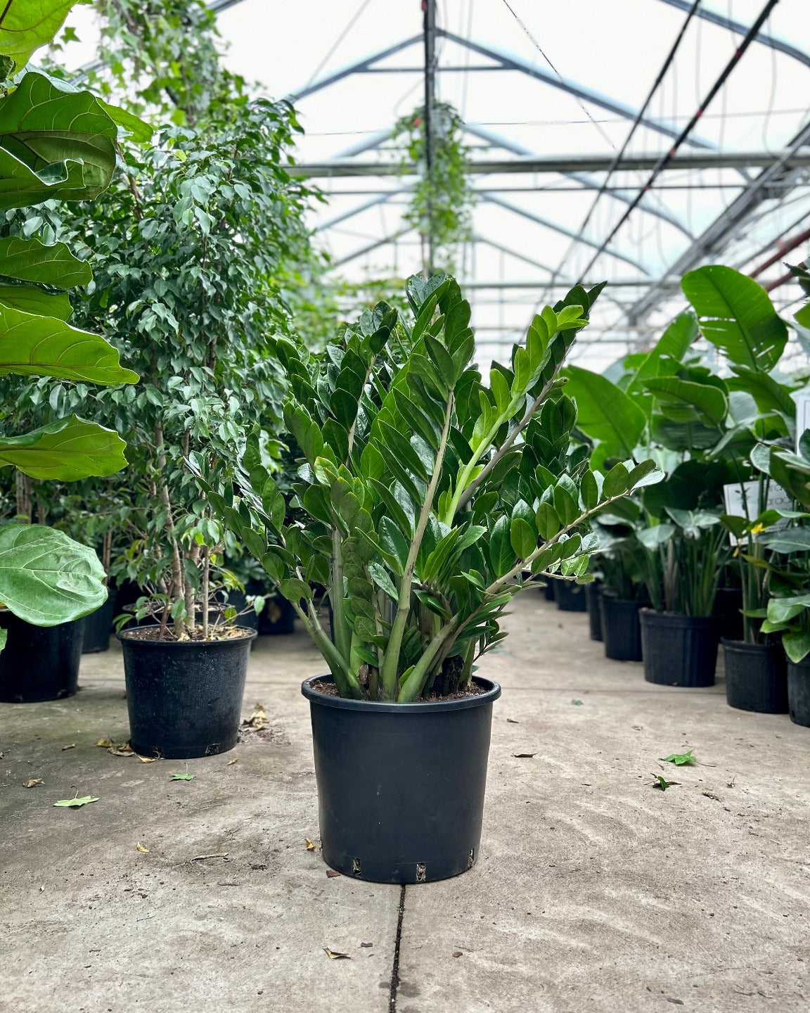 ZZ Plant: Zamioculcas zamiifolia - 14 inch pot - 3-3.5 foot tall