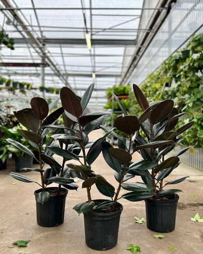 Burgundy Rubber Bush: Ficus elastica - 10 inch pot - 2.5-3 foot tall