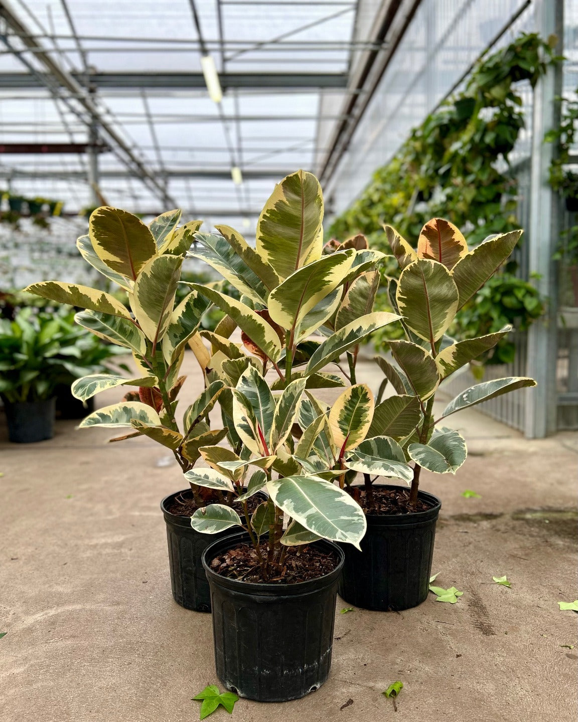 Tineke Rubber Bush: Ficus elastica - 8 inch pot