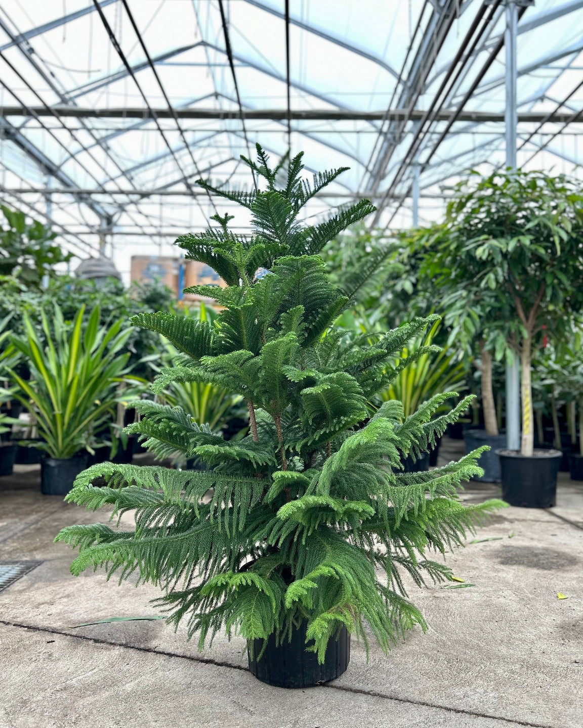 Norfolk Island Pine: Araucaria heterophylla - 14 inch pot - 5-6 foot tall
