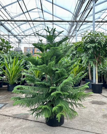 Norfolk Island Pine: Araucaria heterophylla - 14 inch pot - 5-6 foot tall
