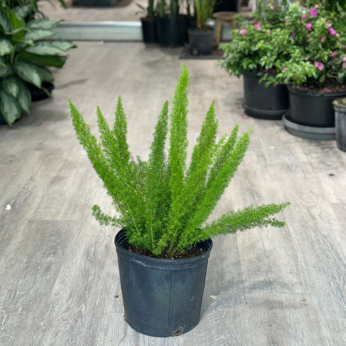 Foxtail Fern: Asparagus densiflorus - 10 inch pot