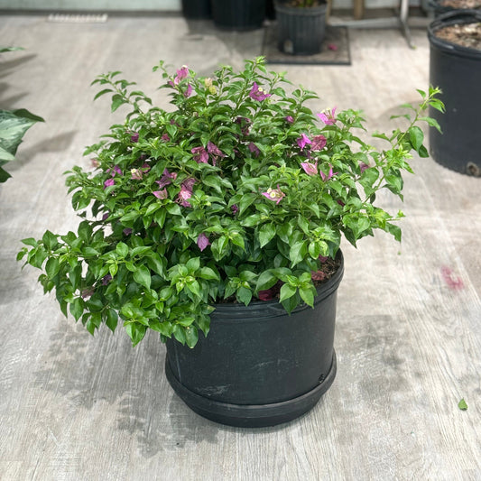 Paperflower Bush: Bougainvillea - 14 inch pot - 2-3 foot tall