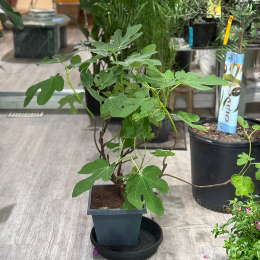 Edible Italian Fig Tree: Ficus carica - 10 inch pot - 3 foot tall