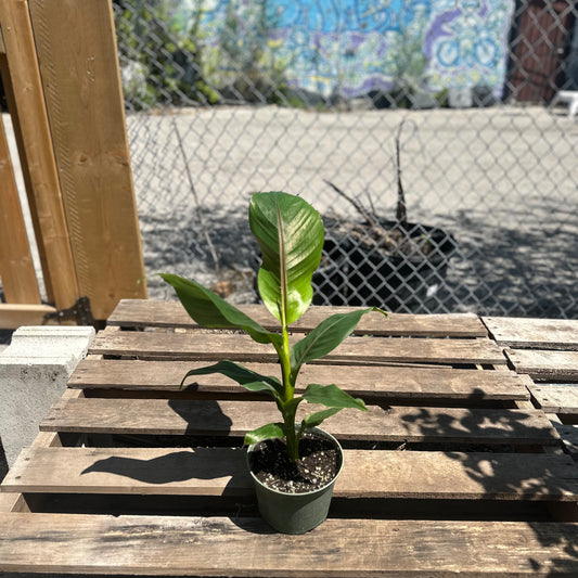 Basjoo Cavendish Banana: Musa - 6 inch pot