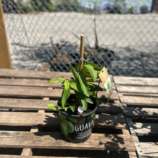 Guava Tree: Psidium guajava - 8 inch pot
