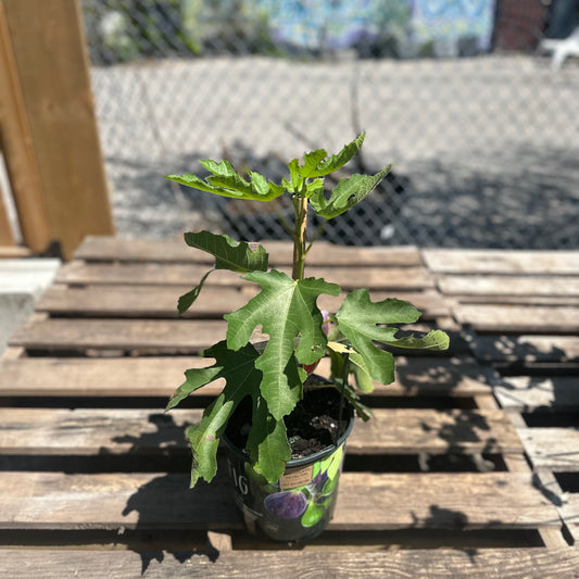 Italian Edible Fig: Ficus carica - 8 inch pot - 2 foot tall