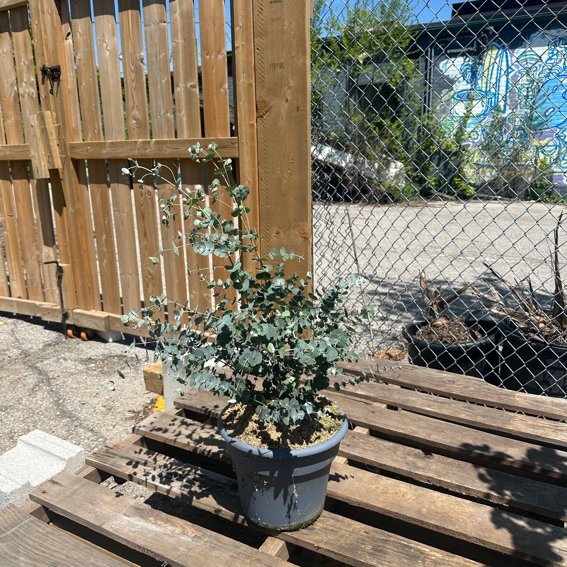 gum tree house plant Glacier Eucalyptus Gum Tree - 10" Pot