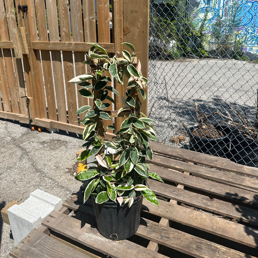 Krimson Queen Wax Plant Trellis: Hoya carnosa - 10 inch pot - 2.5-3.5 foot tall