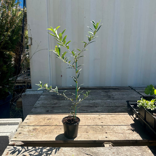 Olive Tree: Olea europaea 'Arbequina' - 4 inch pot