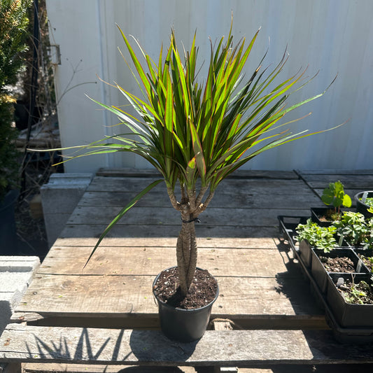 Braided Dragon Tree: Dracaena marginata - 6 inch pot