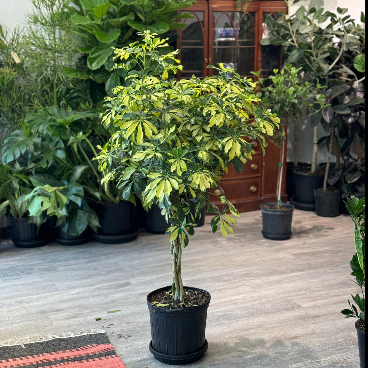 Variegated Dwarf Umbrella Tree: Schefflera arboricola 'Trinette' - 12 inch pot - 4-5 foot tall