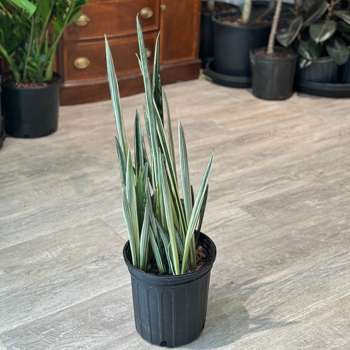 Bantel's Sensation Snake Plant: Sansevieria trifasciata - 8 inch pot