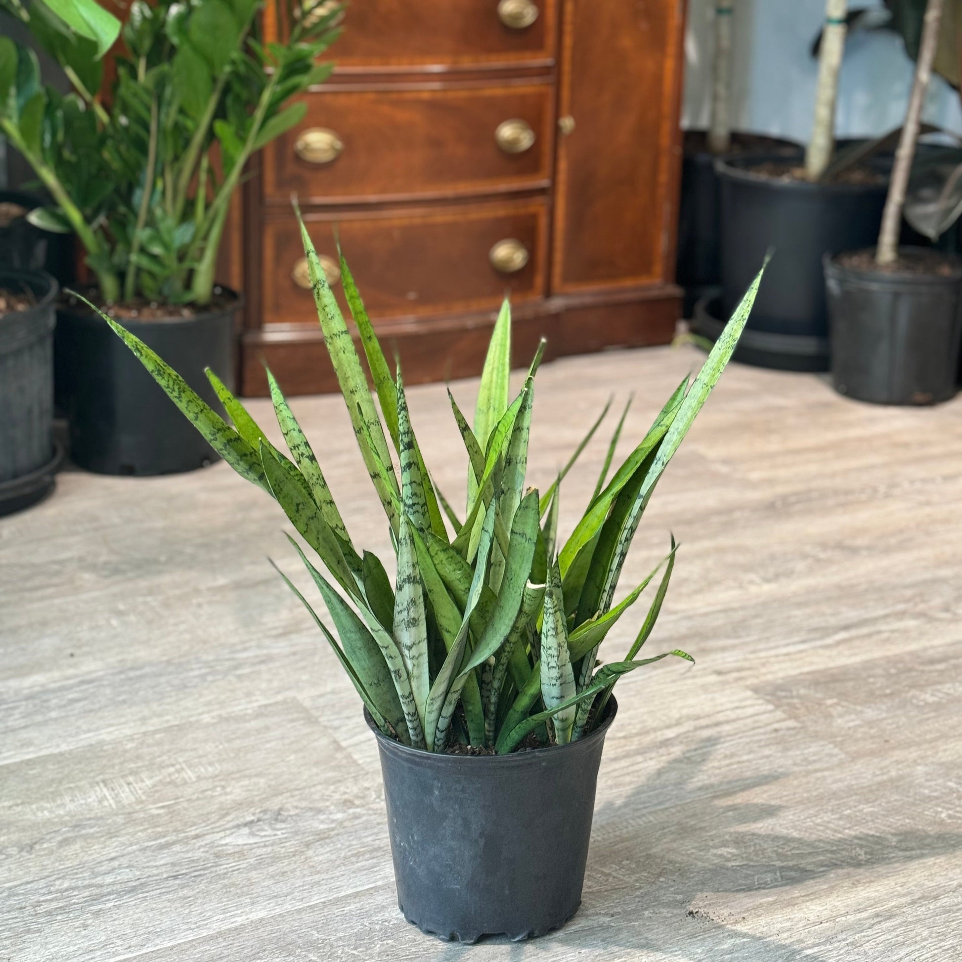 8 snake plant Silver Streak Snake Plant: Sansevieria - 8" Pot