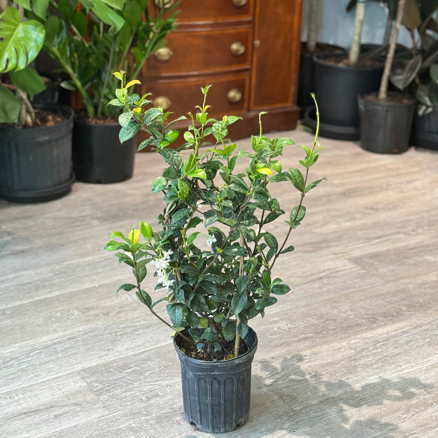 Star Jasmine Hoop: Trachelospermum jasminoides - 6 inch pot