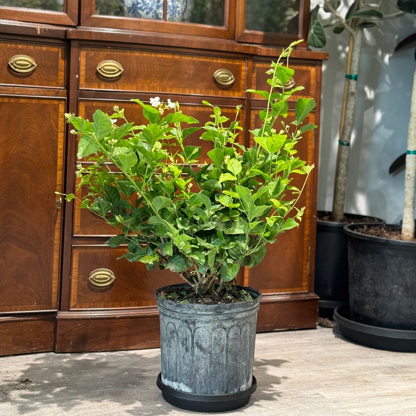 Maid of Orleans Jasmine: Jasminum sambac - 10 inch pot