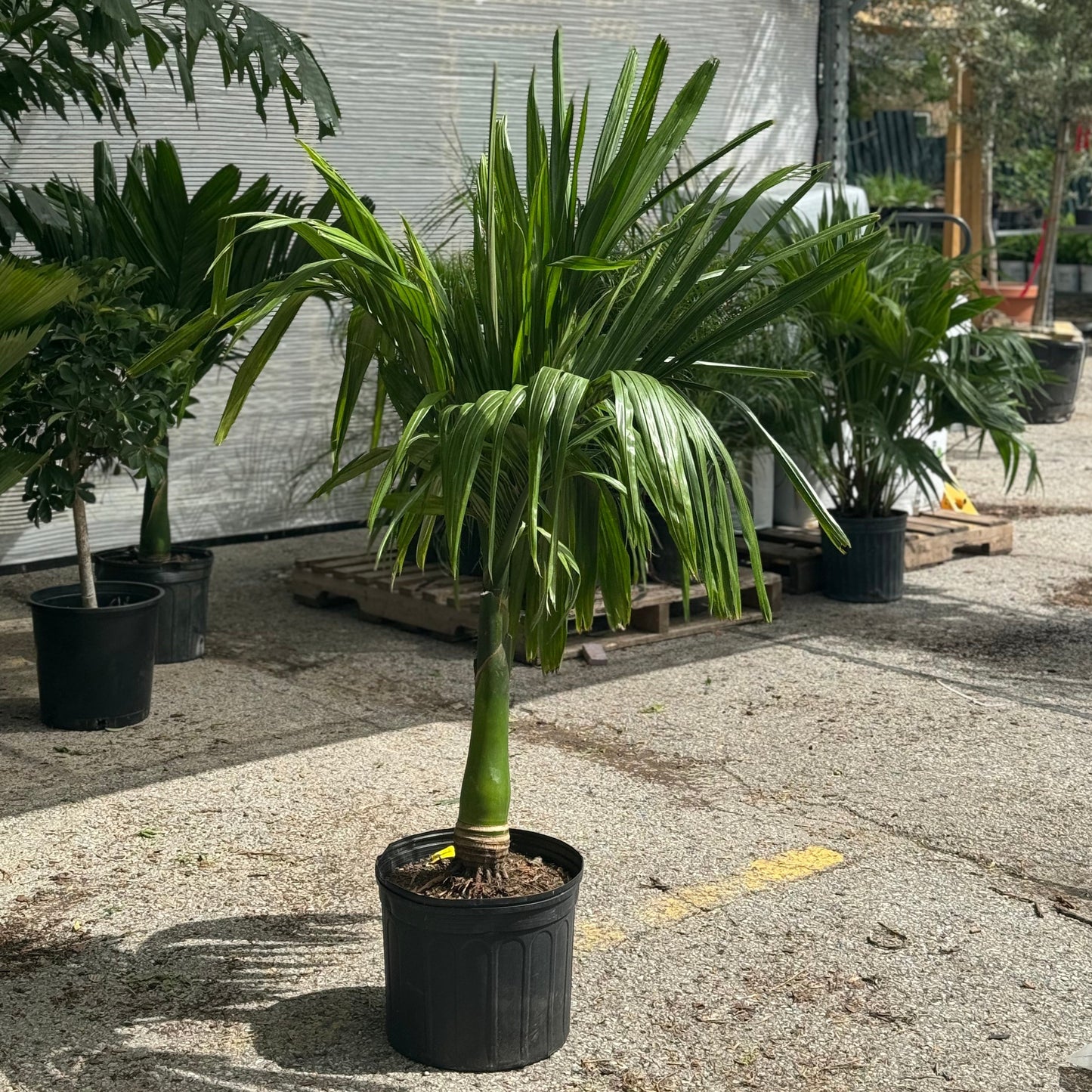 Betel Nut Palm: Areca catechu - 14 inch Pot - 5 foot tall — indoor plant — indoor plant for sale by Promise Supply for delivery and pickup in Toronto.