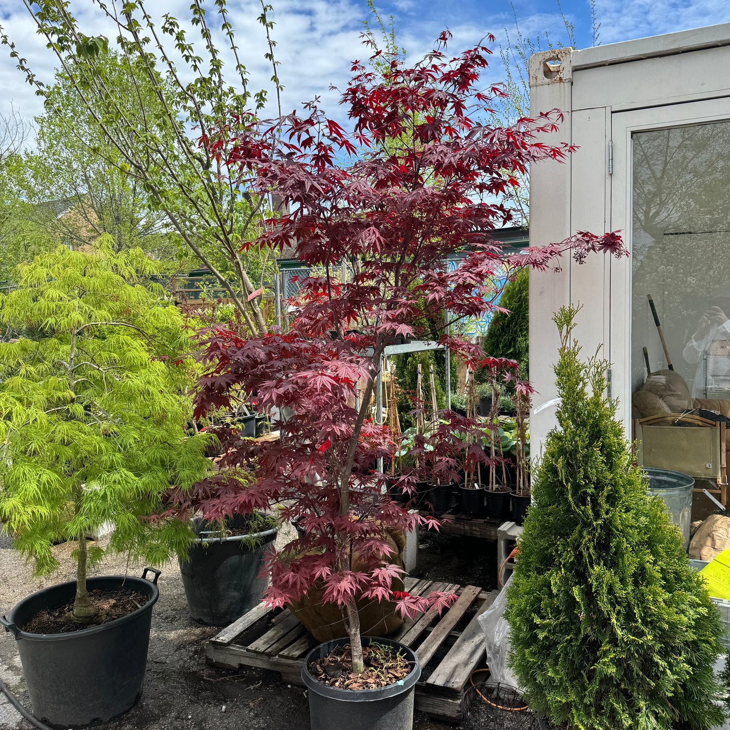 Bloodgood Japanese Maple: Acer palmatum - 10G Pot 200CM Tall