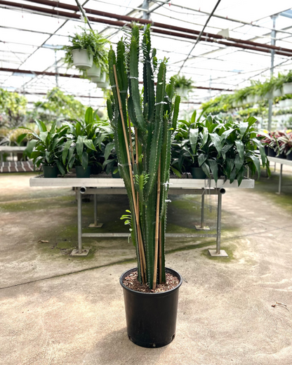 African Milk Tree Cactus: Euphorbia trigona - 14 inch pot - 5 foot tall