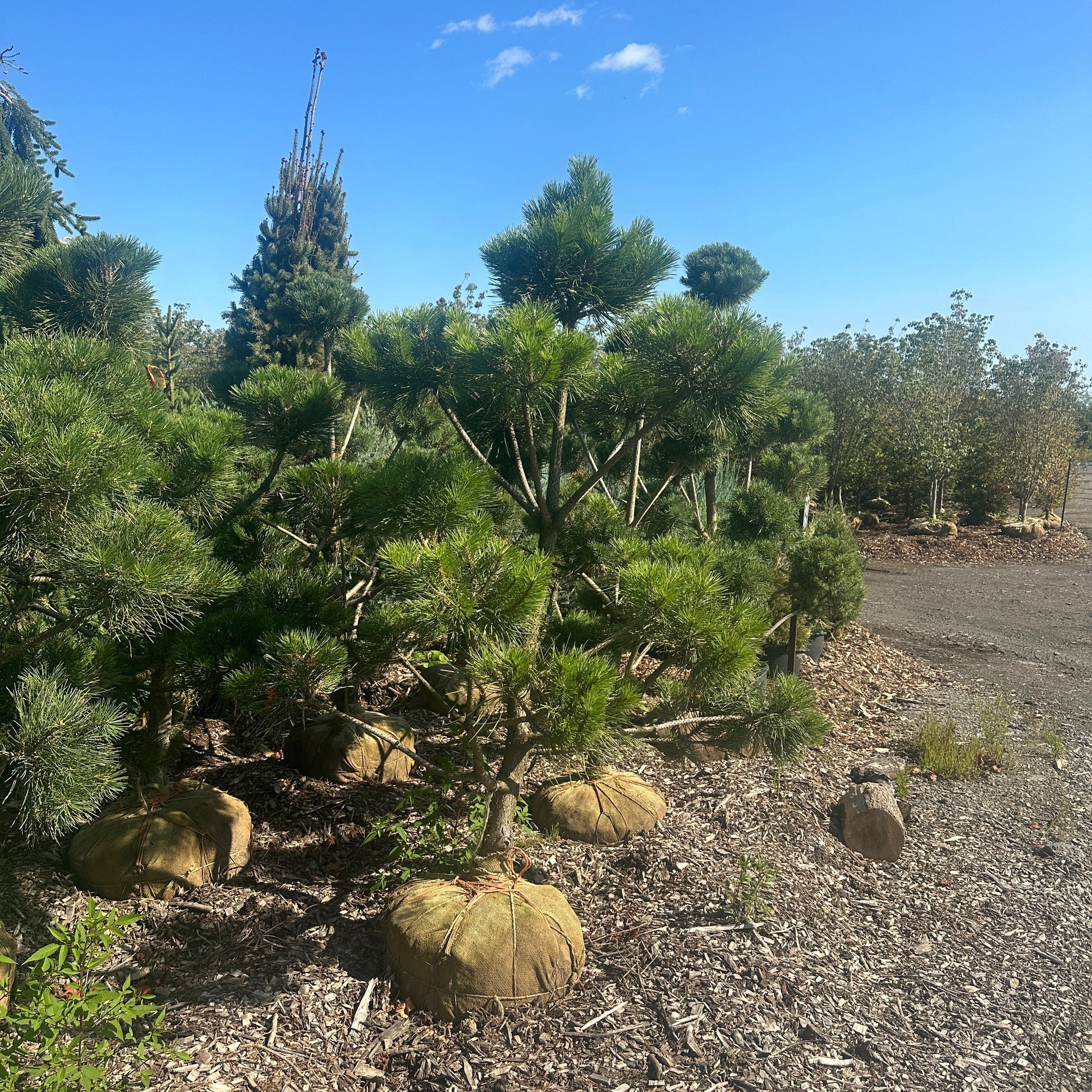 A Scotch Pine tree Pom Pom Style in a natural setting with soil and some foliage, pot not visible.