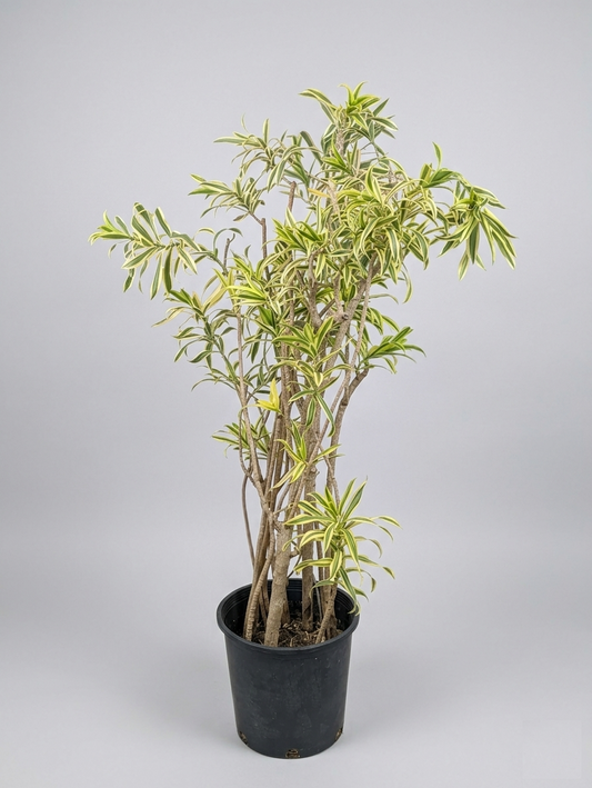 Song of India Pleomele: Dracaena reflexa - 14 inch pot - 4-5 foot tall