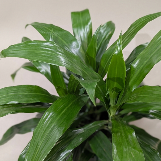 Janet Craig Bush: Dracaena fragrans - 8 inch pot - 2.5 foot tall