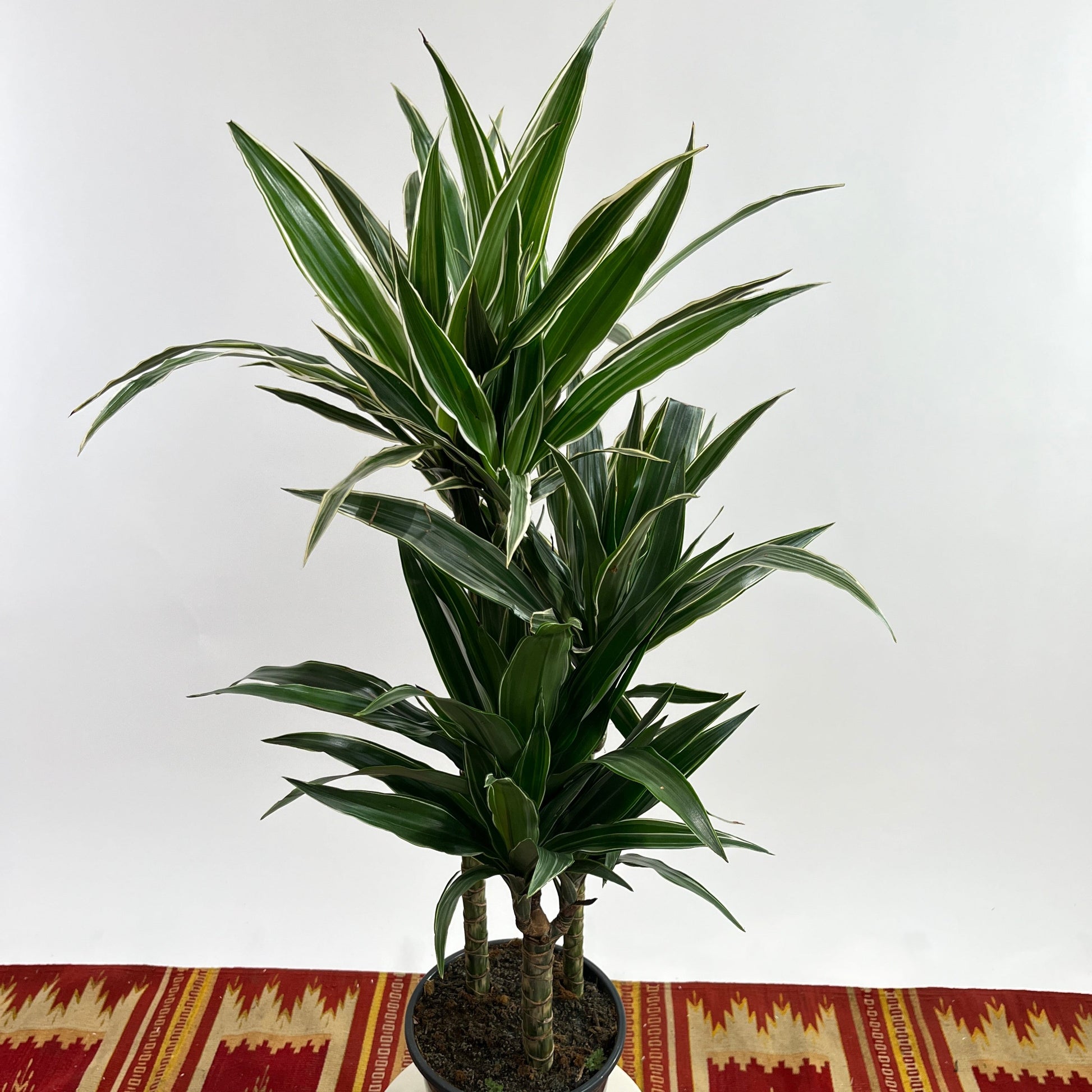 dracena jade jewel plant Jade Jewel Cane: Dracaena Fragrans - 8" Pot